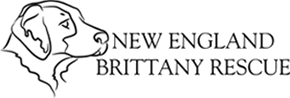 New England Brittany Rescue Volunteer Application